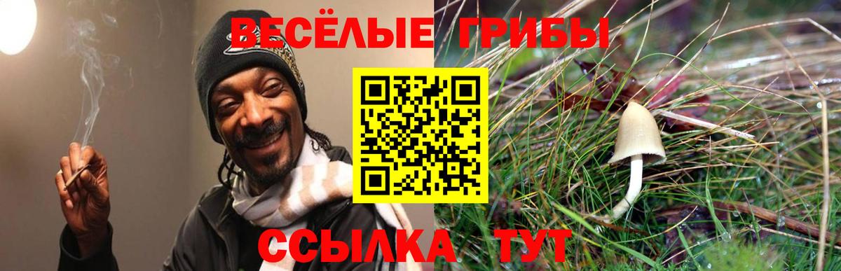 Псилоцибиновые грибы мицелий Сальск